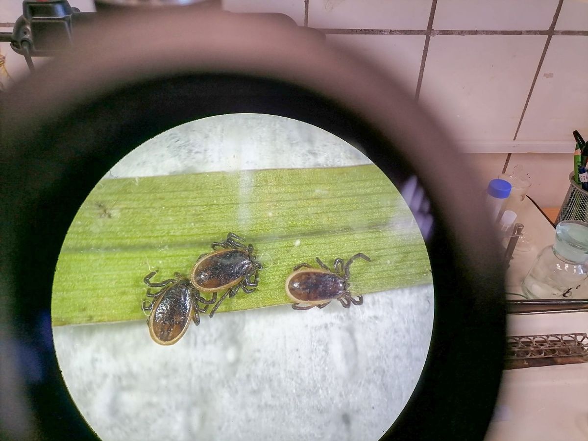 Клещи активизировались в Карелии