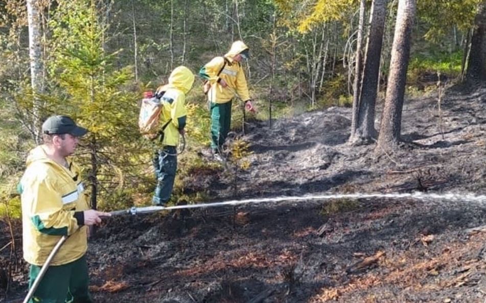 Около села Ведлозеро в Карелии произошел лесной пожар