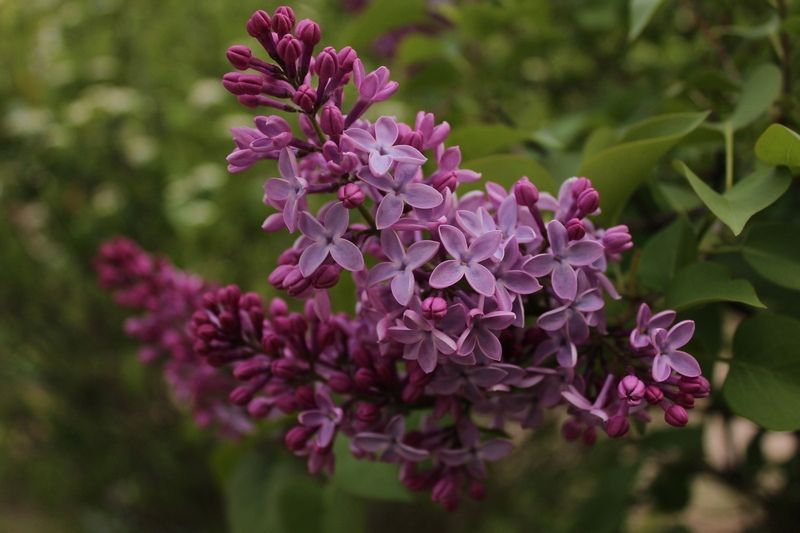 На Древлянке высадят березы и сирень