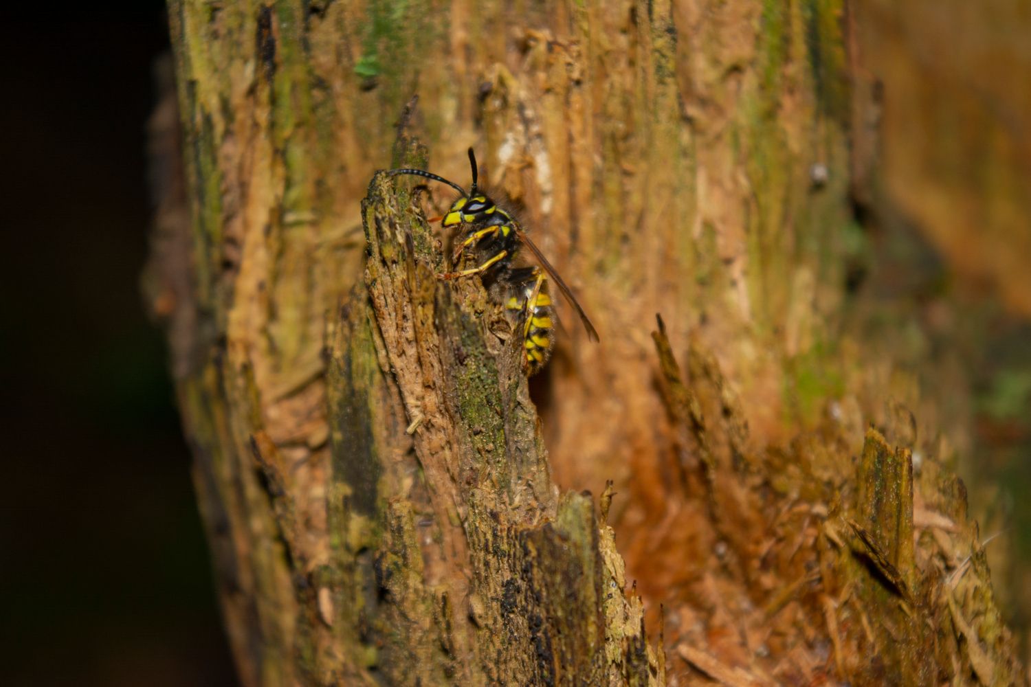 И снова как летом. Прогноз погоды в Карелии на 15 мая