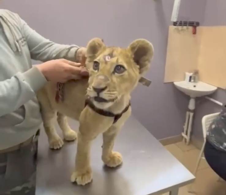 Сотрудники Росприроднадзора спасли львенка, которого держал в квартире житель Уфы