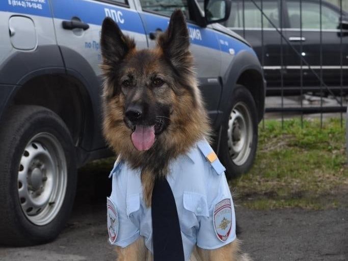 В Карелии на пенсию проводили служебную собаку Венди