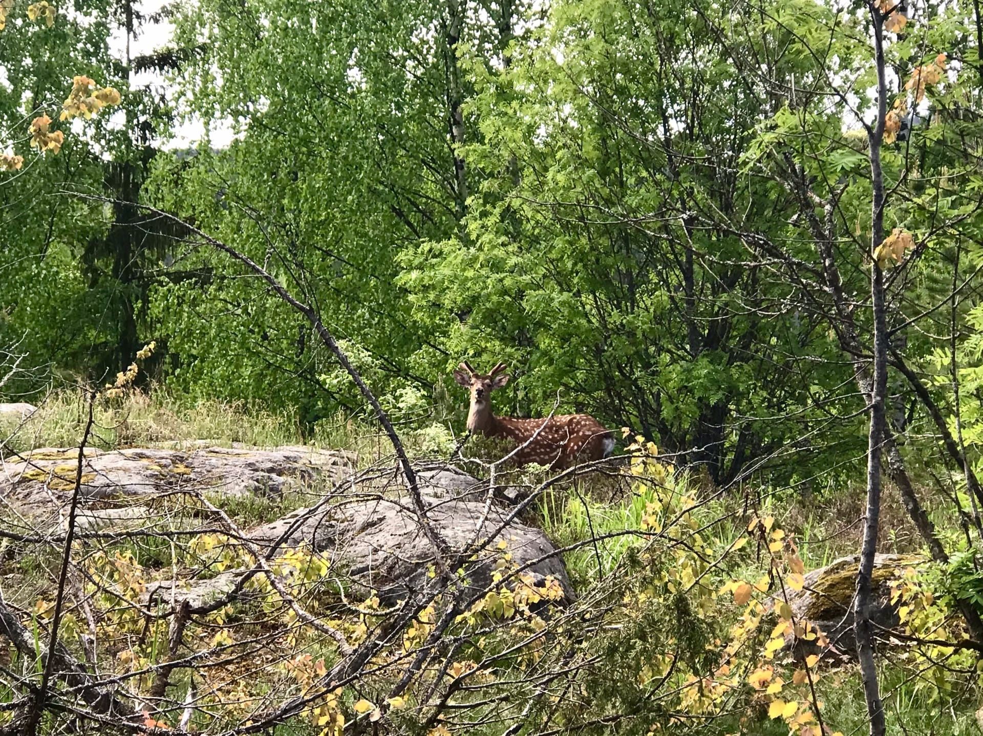 Пятнистых оленей сняла на камеру жительница Карелии