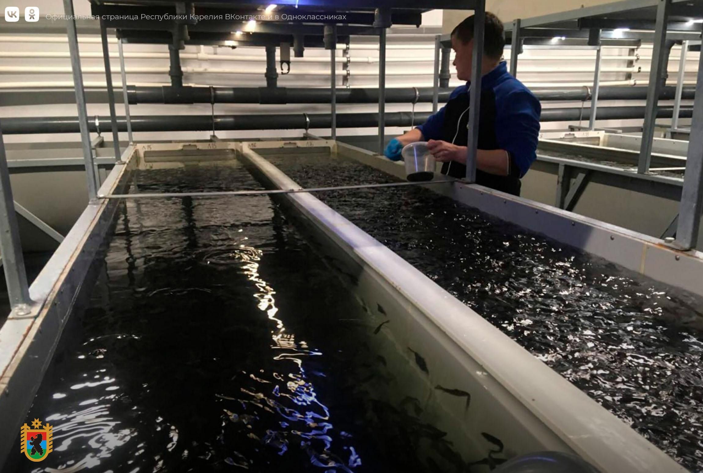 Первых мальков форели вывели на предприятии в Приладожье