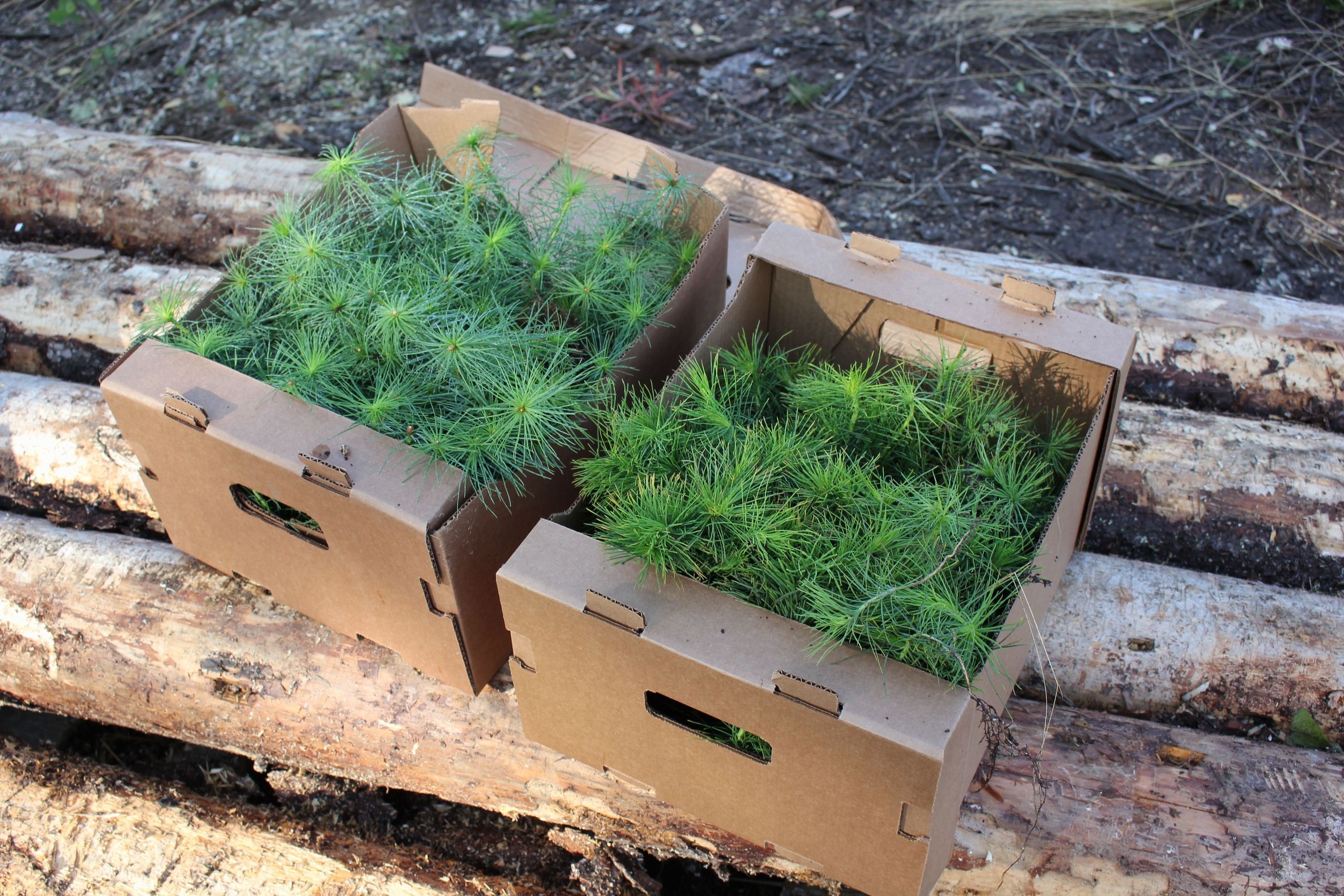 Более 18 тысяч сосен высадят в Карелии в память о погибших в годы Великой Отечественной войны