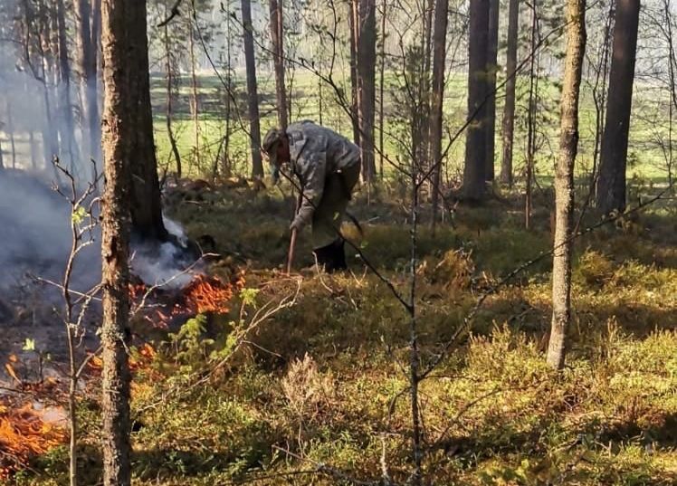 В районе озера Сямозера в Карелии произошел лесной пожар
