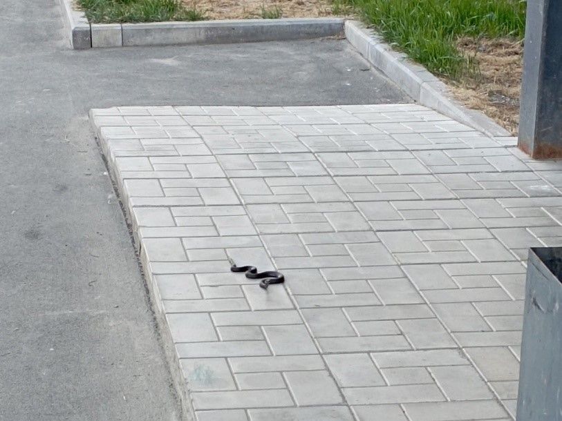 Змея пригрелась в петрозаводской «Скандинавии»