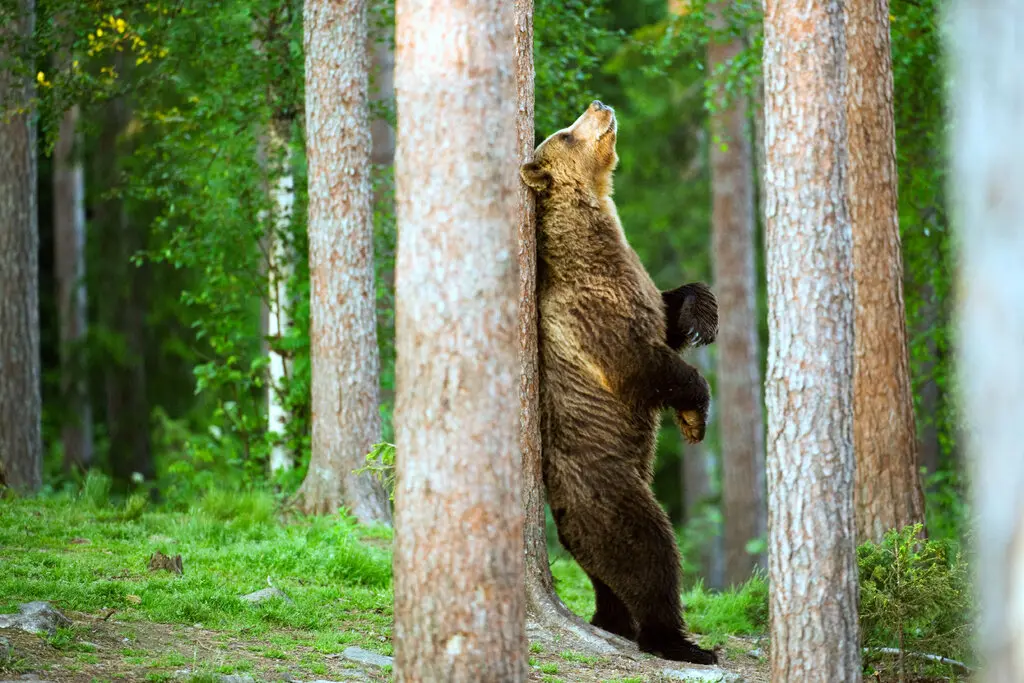 Два крупных медведя станцевали на камеру в Костомукшском заповеднике