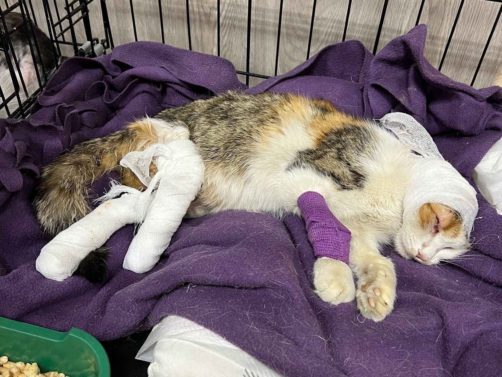 Хозяйскую кошку выхаживают волонтеры фонда «Рекс»