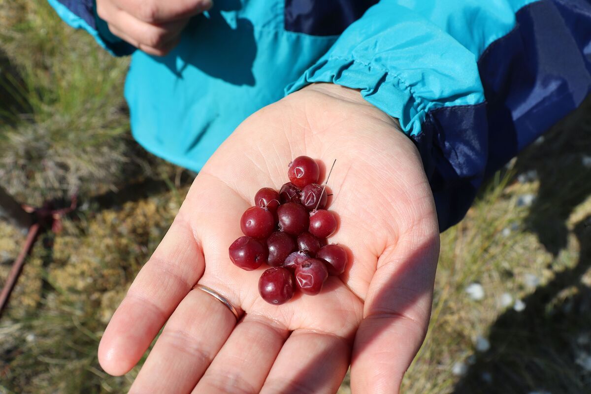 Сухая погода может сказаться на урожае клюквы в Карелии