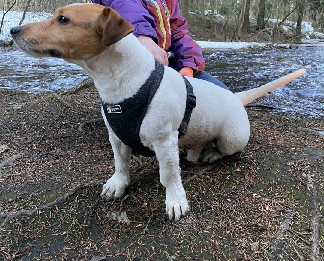 Родители погибшей в беломорской аварии женщины ищут ее собаку