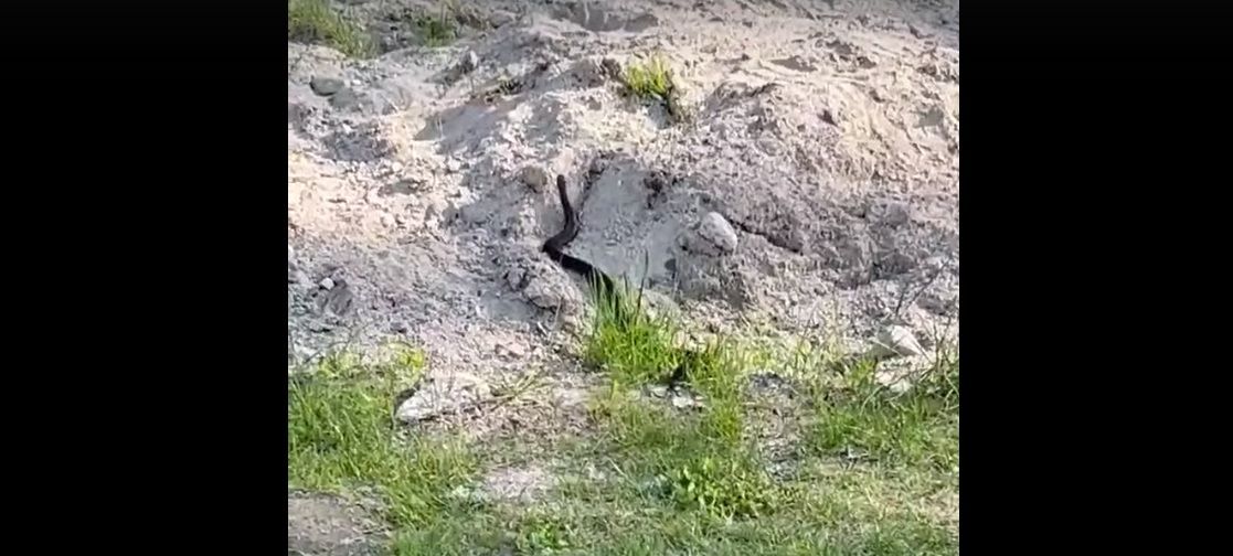 Большую змею заметили рядом с детской площадкой в Петрозаводске