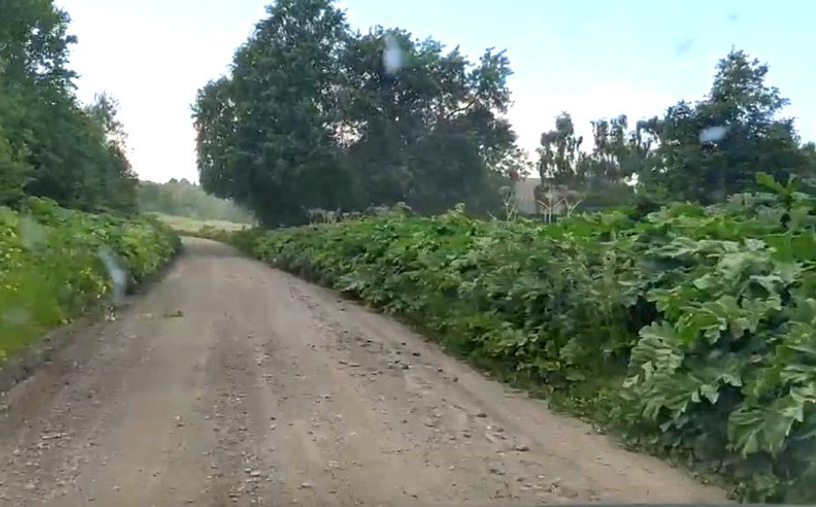 Опасный борщевик заполонил дороги Заонежья в Карелии Опасный борщевик заполонил дороги Заонежья в Карелии