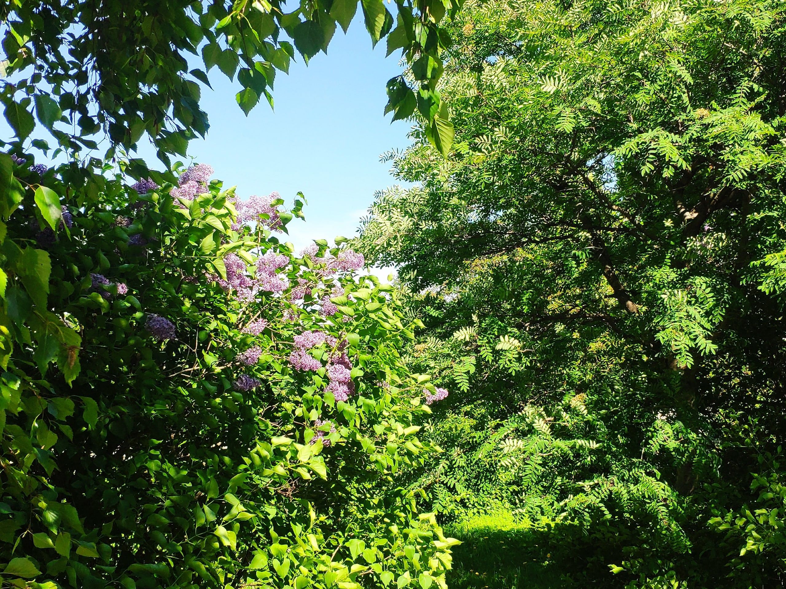 Преимущественно без осадков. Прогноз погоды в Карелии на 20 июня