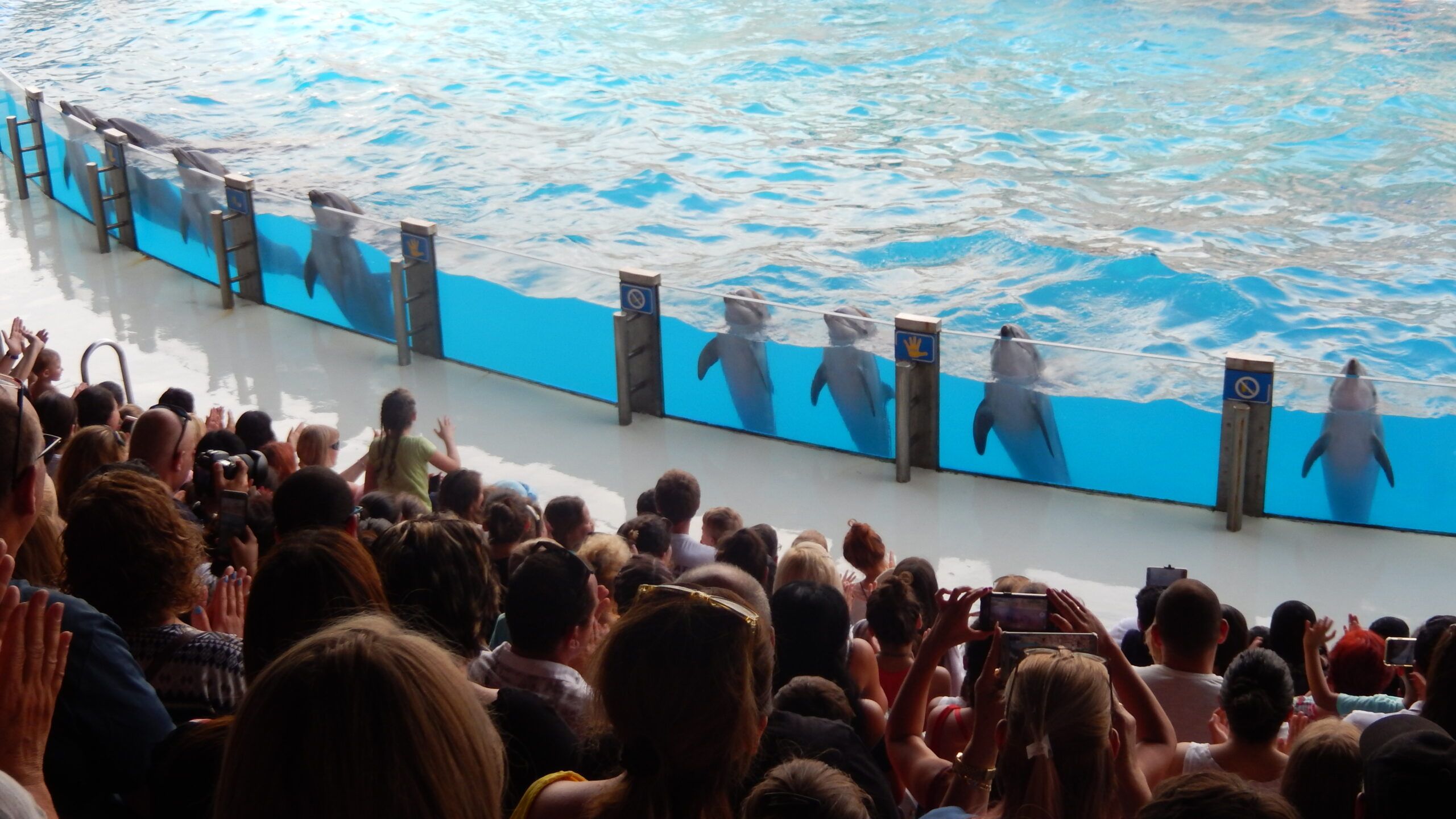 Госдума приняла закон о запрете вылова морских млекопитающих