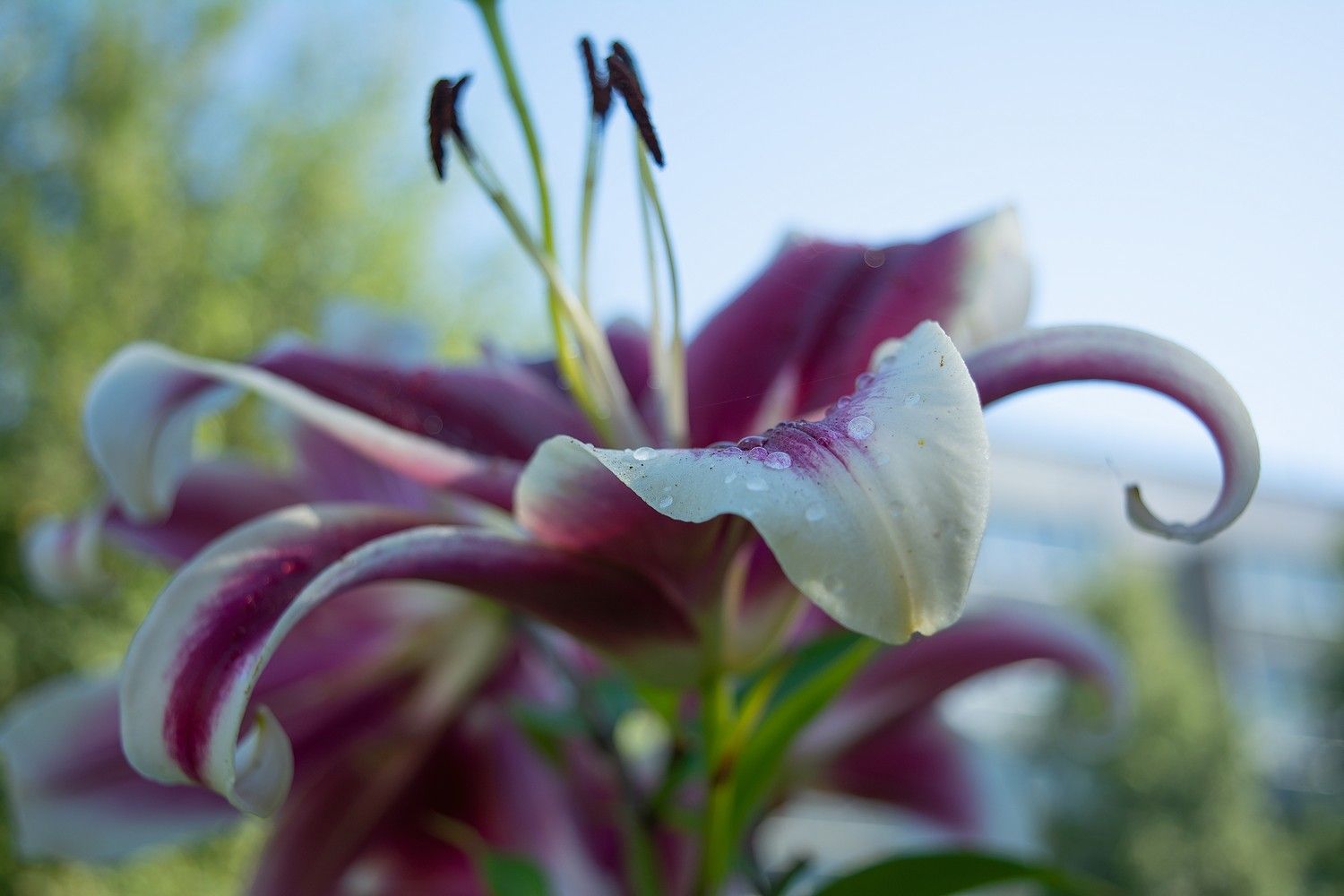 Ливни и грозы идут в республику. О погоде на ближайшие дни рассказали в Карельском гидрометцентре