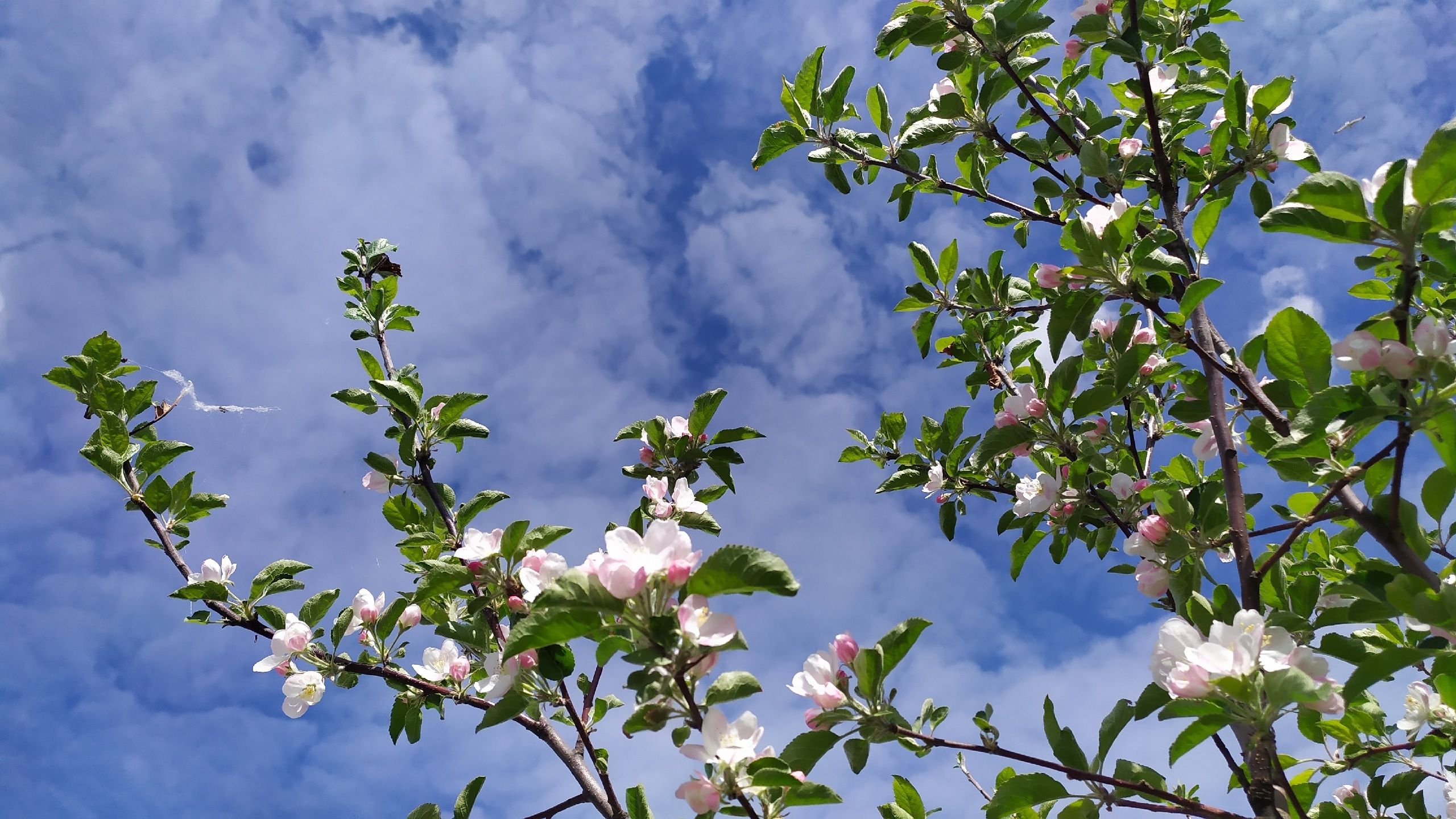 Синоптики вновь обещают заморозки в Карелии местами до -2°С. Прогноз погоды на 3 июня