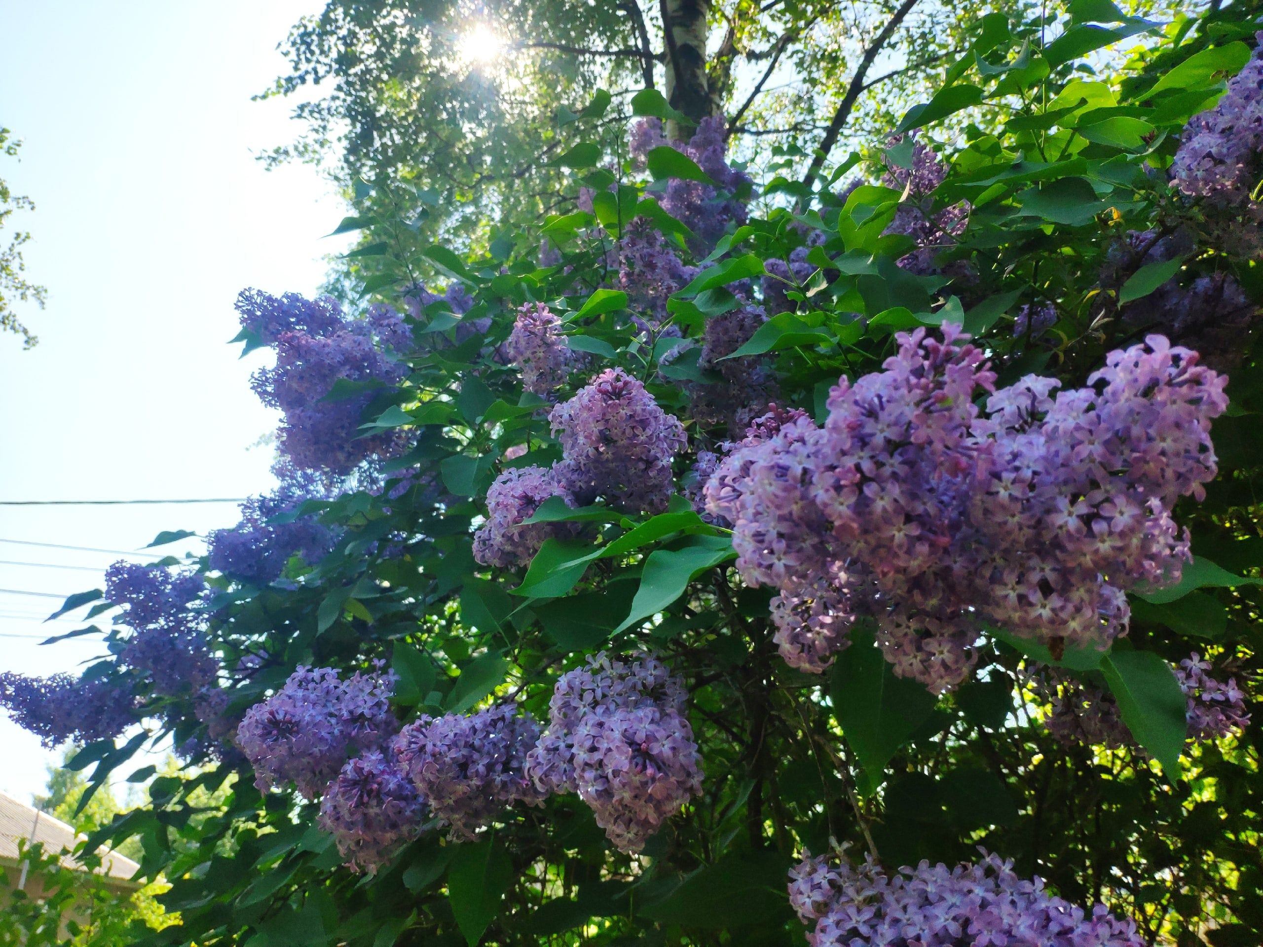 Днем до +25. Прогноз погоды в Карелии на 14 июня