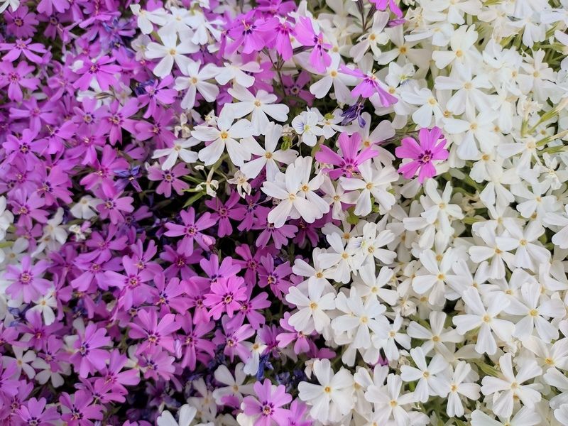 Днем до +23°С. Прогноз погоды в Карелии на 18 июня