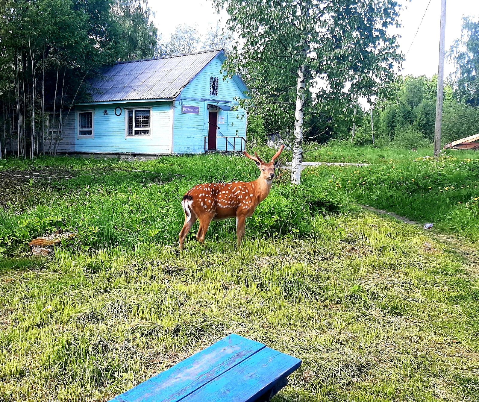 В окрестностях поселка Харлу поселились пятнистые олени
