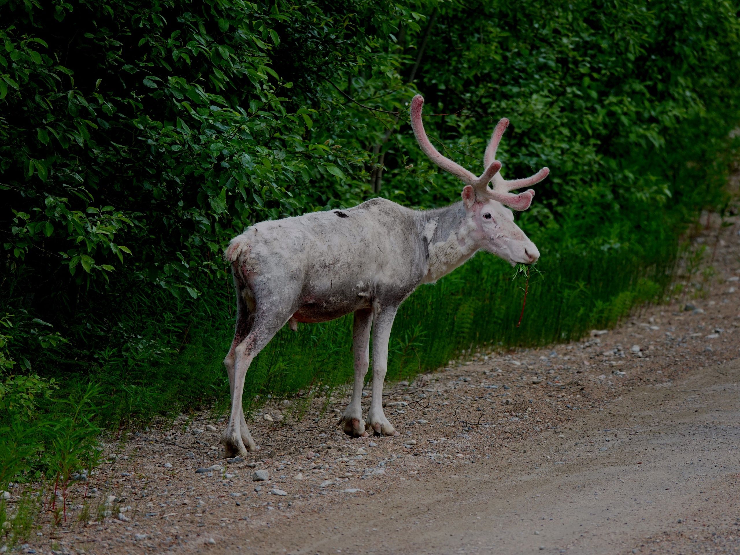 Жители Костомукши выяснили, откуда в городе взялся краснокнижный северный олень
