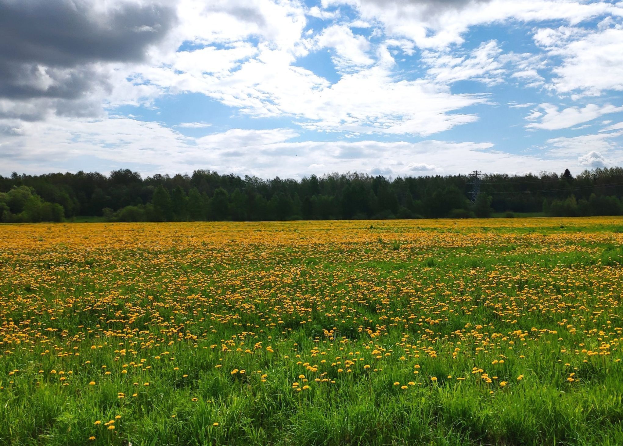 Карелия увеличит количество земельных участков, которые будут выдавать по программе «Арктический гектар»