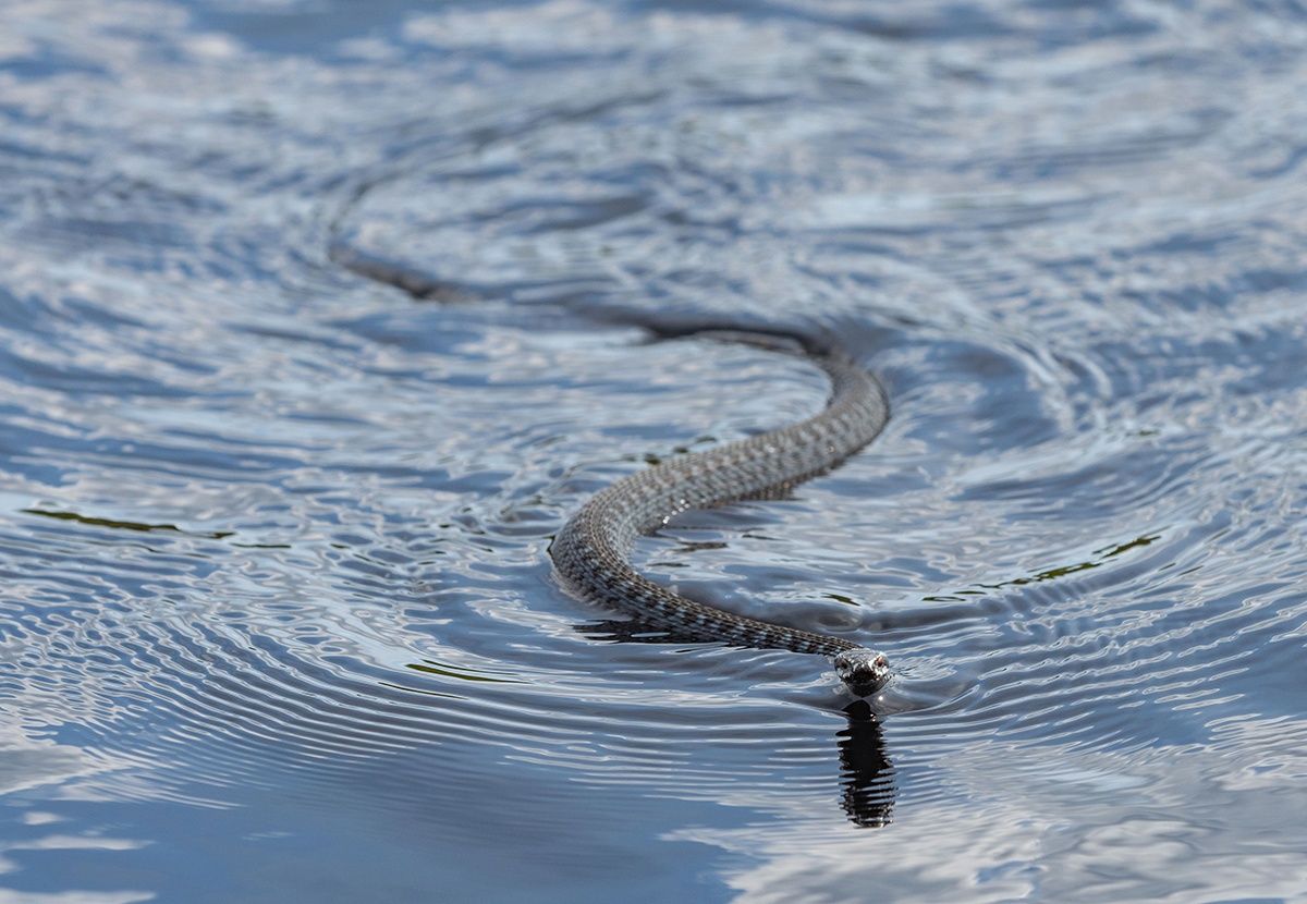 Новый закон в Финляндии защищает гадюк
