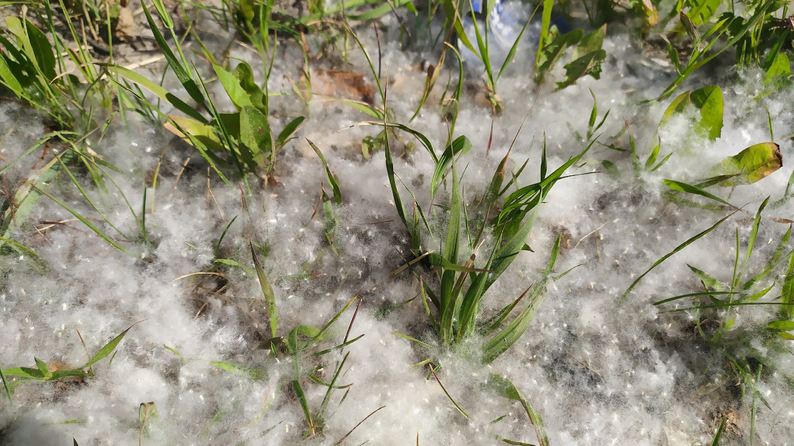 Тополиный пух может стать причиной пожара