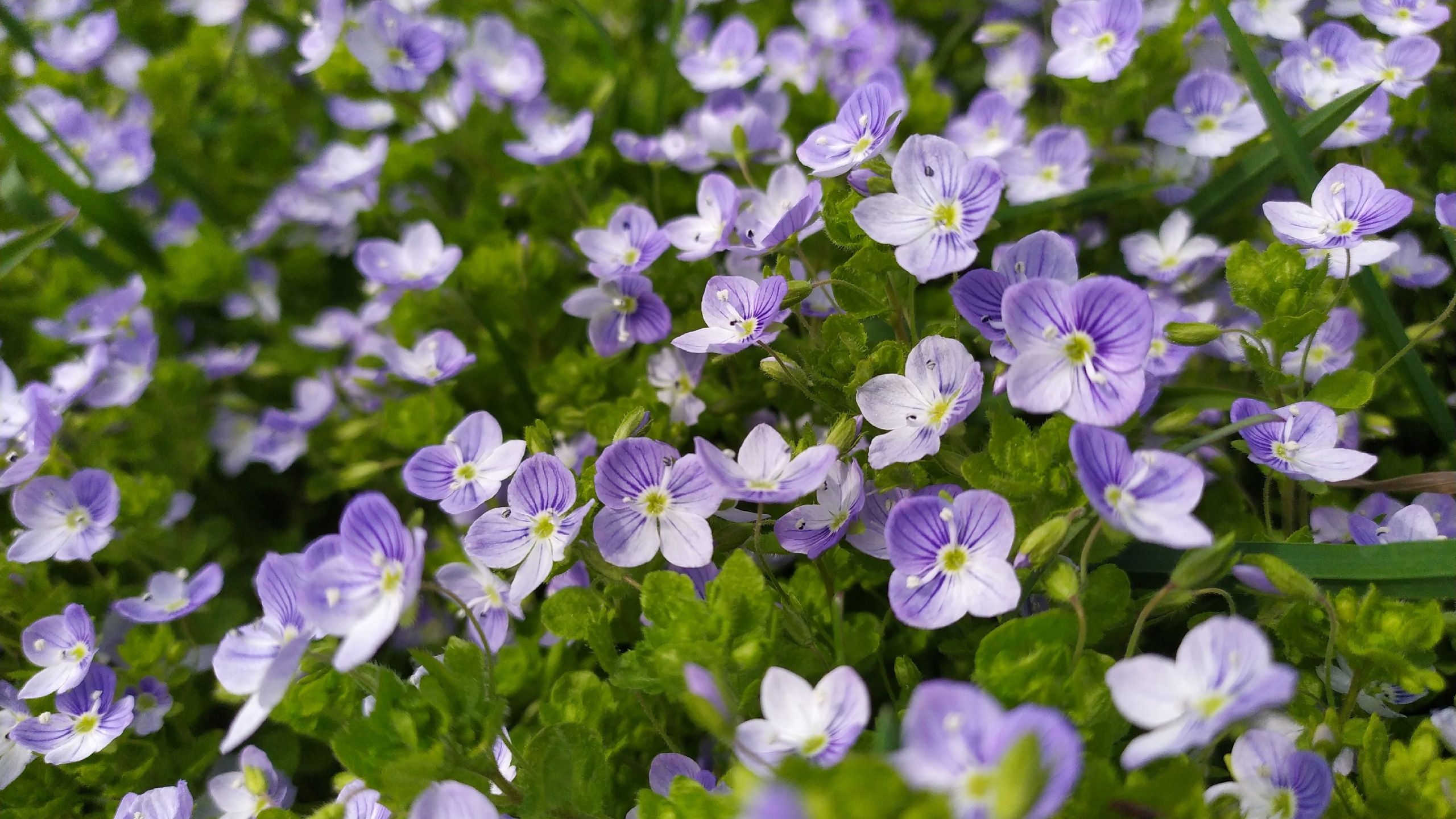 В Карелии потеплеет до +22°С. Прогноз погоды на 11 июня