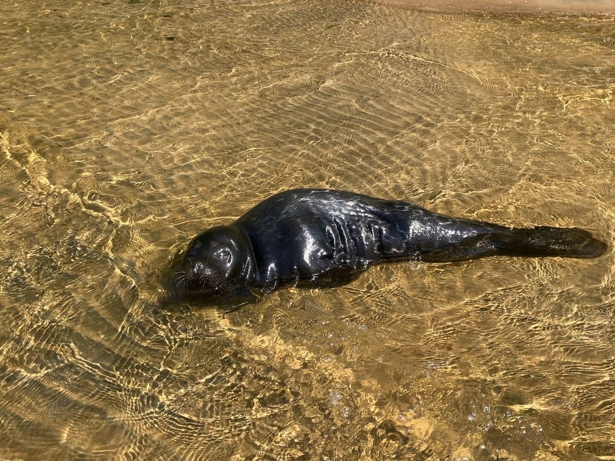 Нерпу нашли на берегу в Приладожье