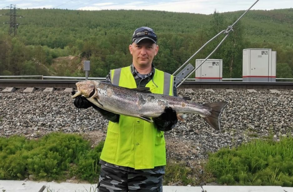 Зараженная смертельной болезнью семга обнаружена в соседнем с Карелией регионе