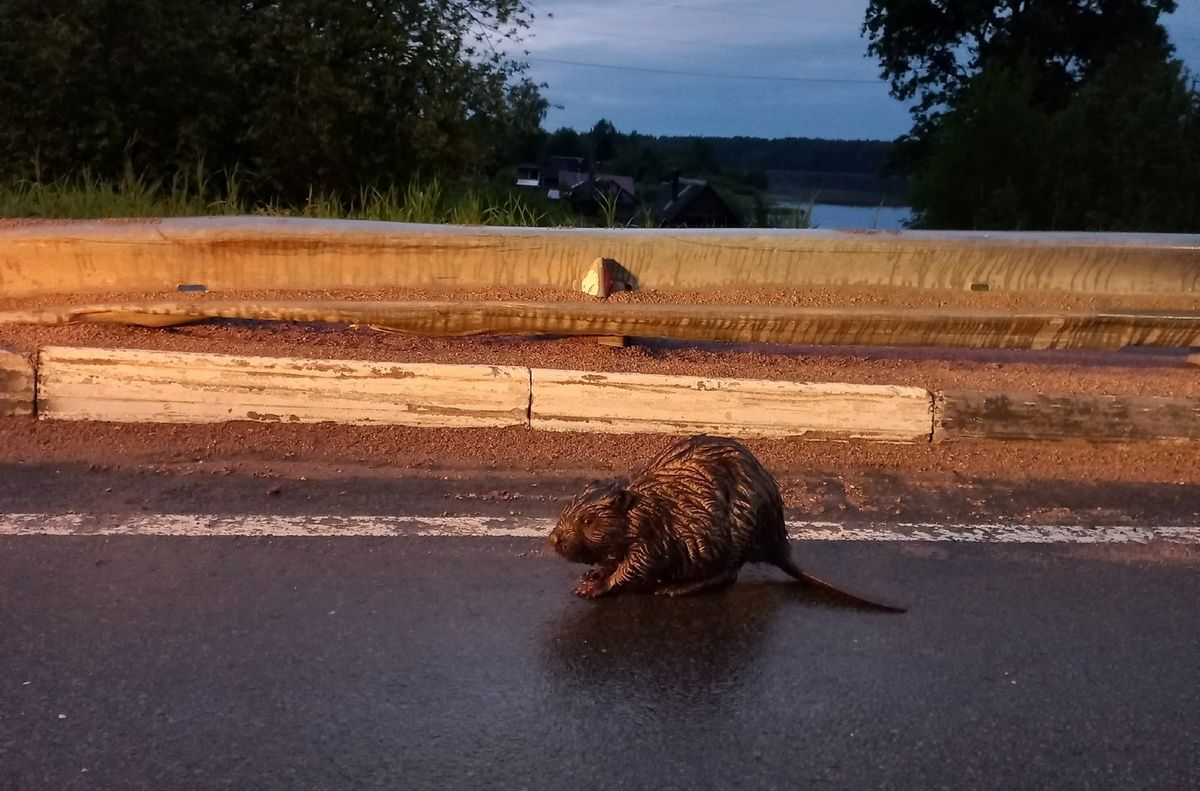 В Карелии бобр гулял по трассе