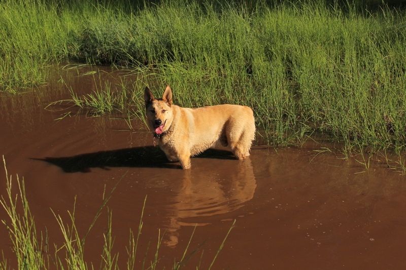 В парламент Карелии внесен законопроект о штрафе за самовыгул собак