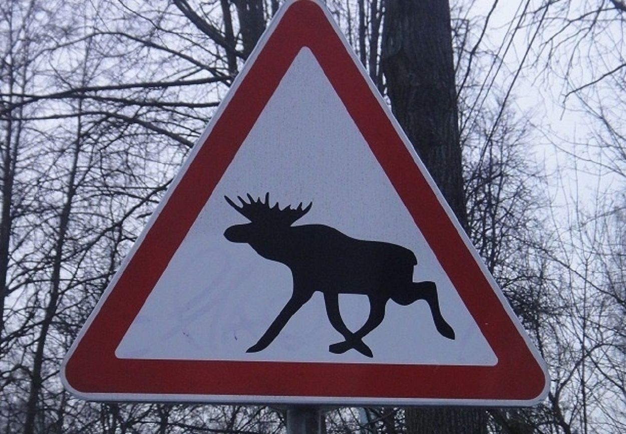 Автомобилистов предупредили о лосе в Пряжинском районе