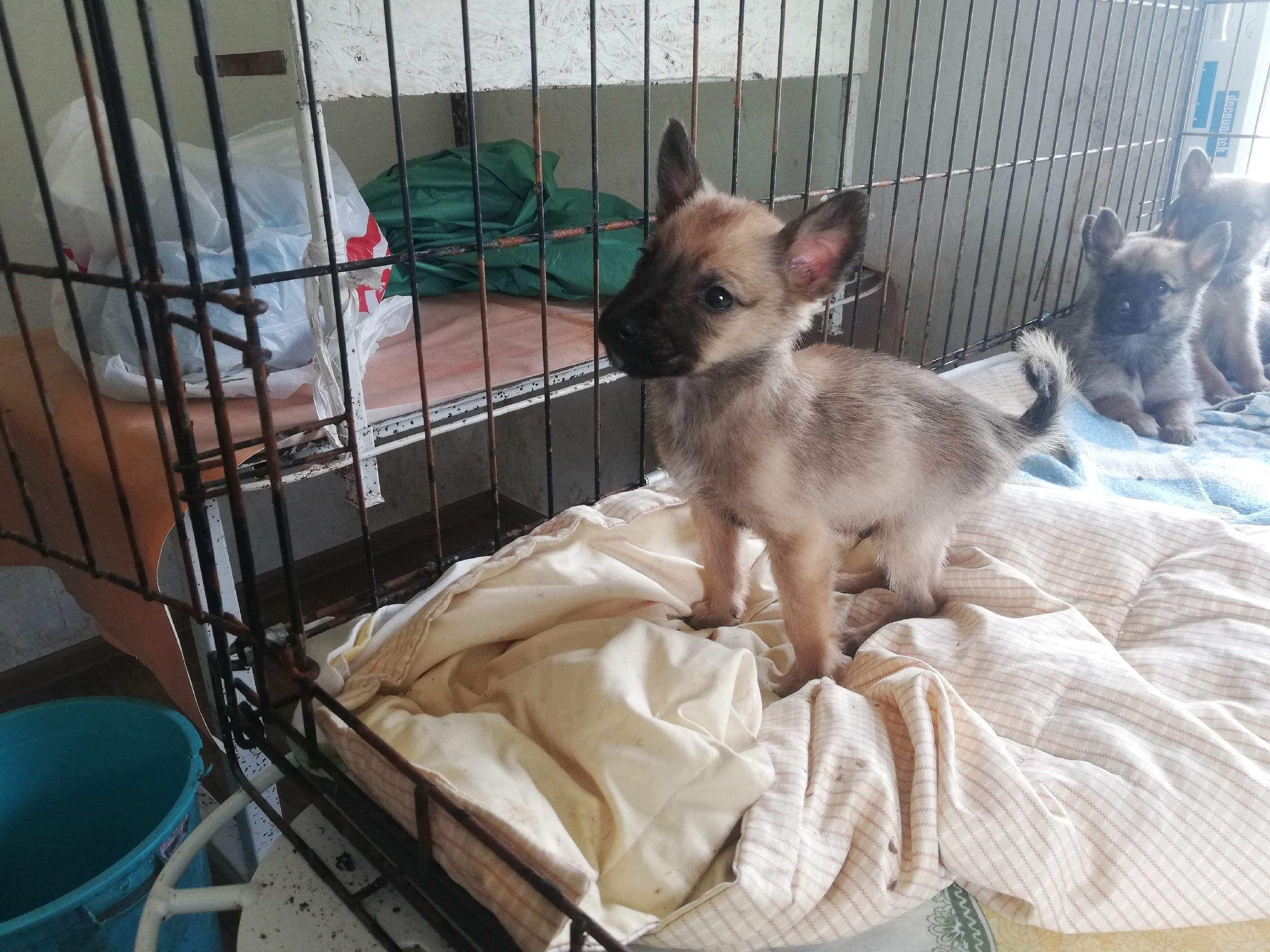 Помочь собакам и посетить музей экологических исследований приглашает Карельский научный центр