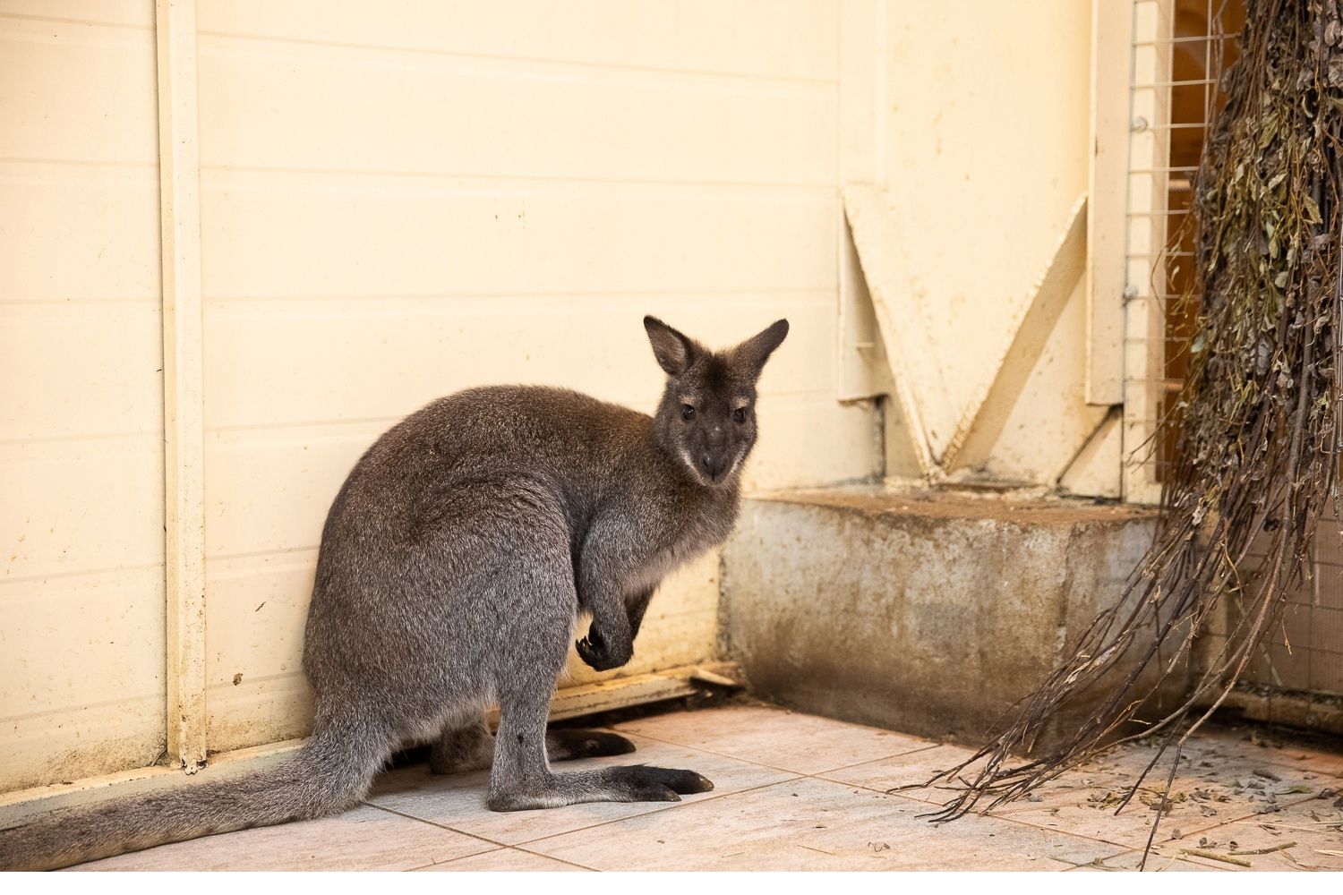 «Карельские» кенгуру осваиваются в липецком зоопарке