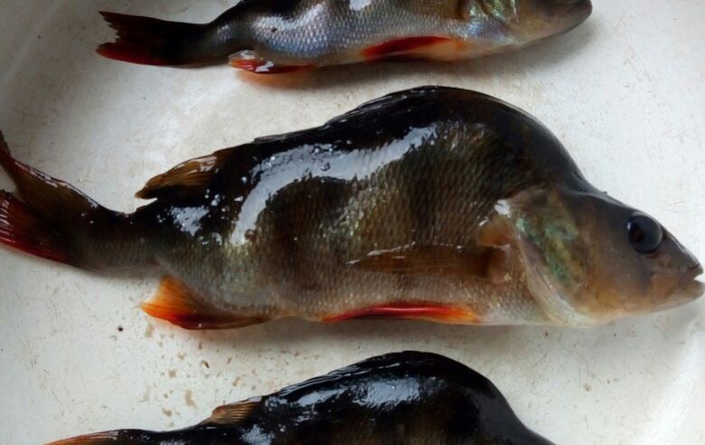 Появилось несколько версий происхождения окуней-мутантов в Карелии