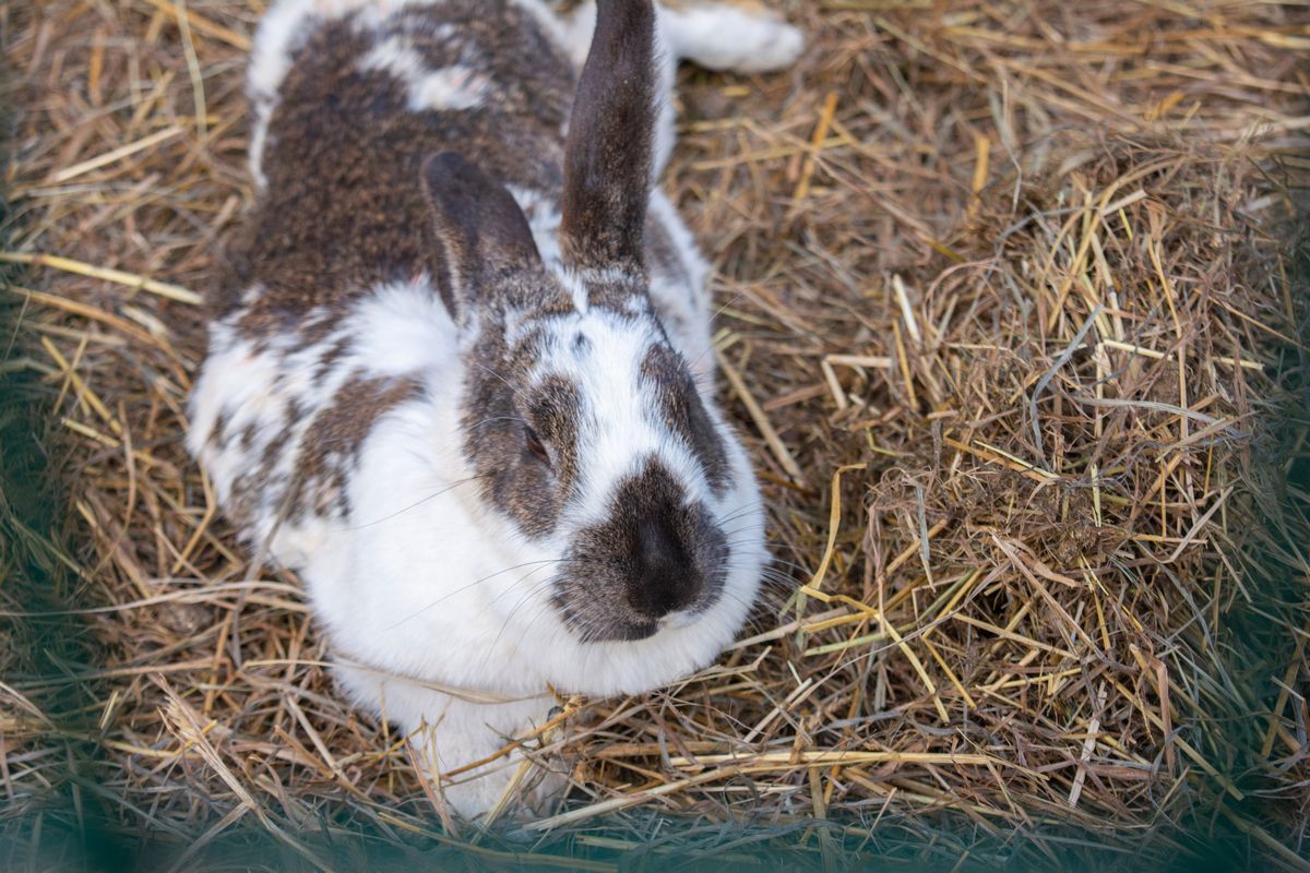 «Малую чуму» выявили в двух районах Карелии