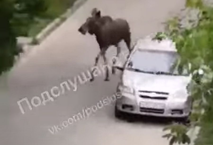 По дворам на Ключевой бегали лоси