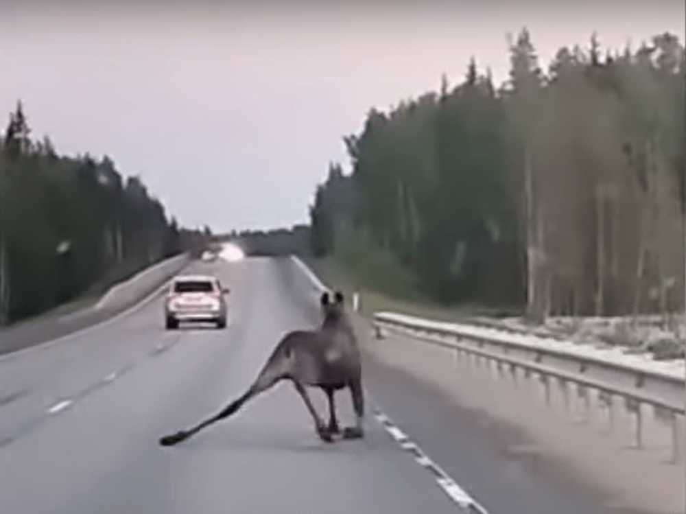Падение спасло лося от аварии на трассе в Карелии