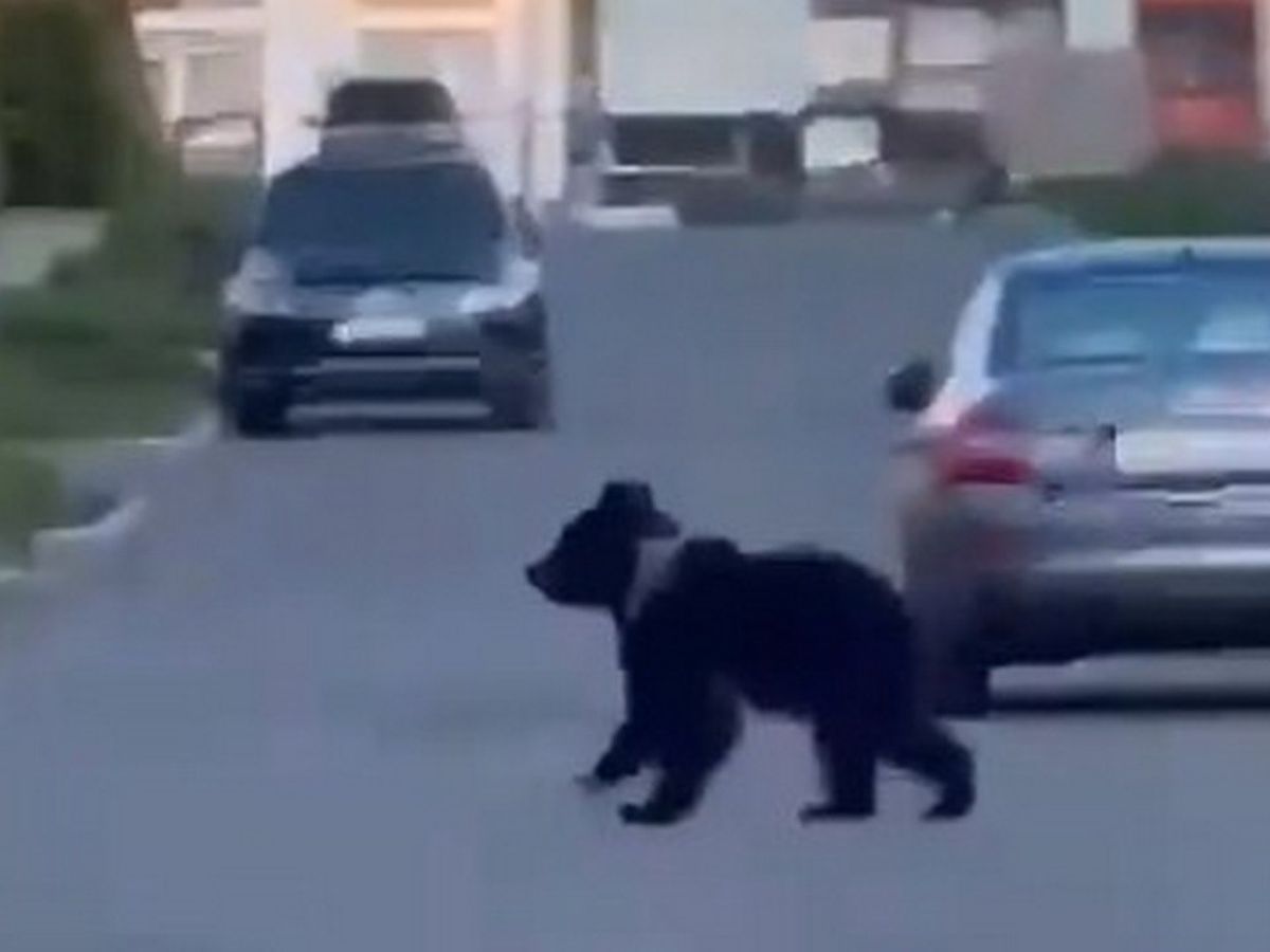 Медвежонок вновь гулял по Петрозаводску