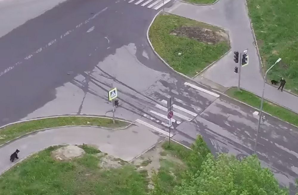 Утром по Перевалке разгуливал медведь