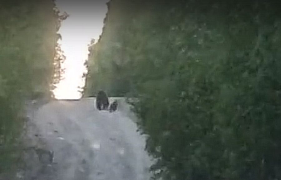В окрестностях Костомукши заметили медведицу с медвежатами