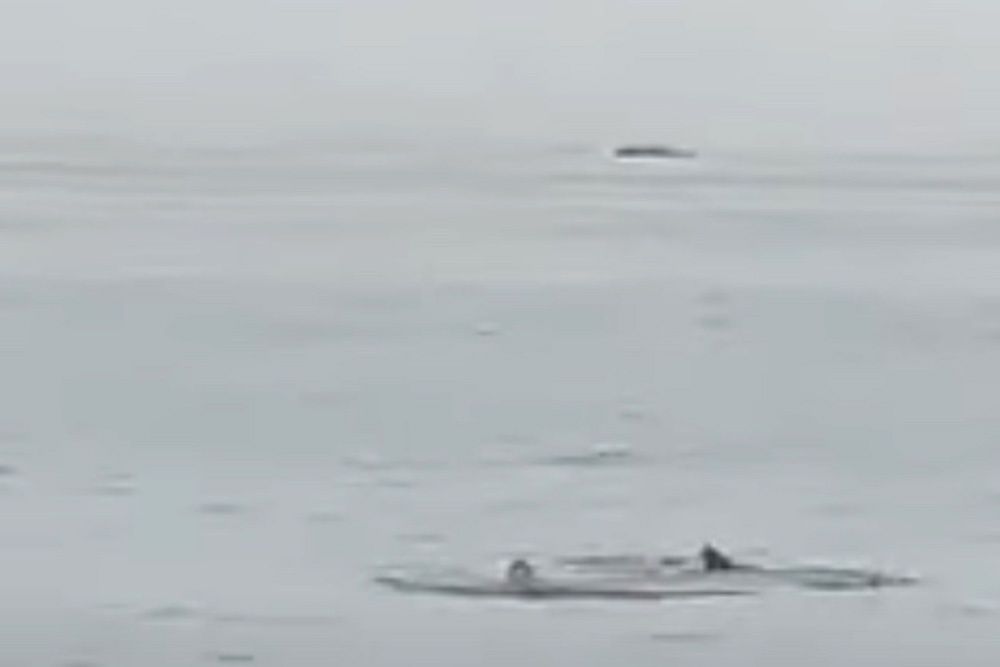 Акула напала на россиянина в египетской Хургаде