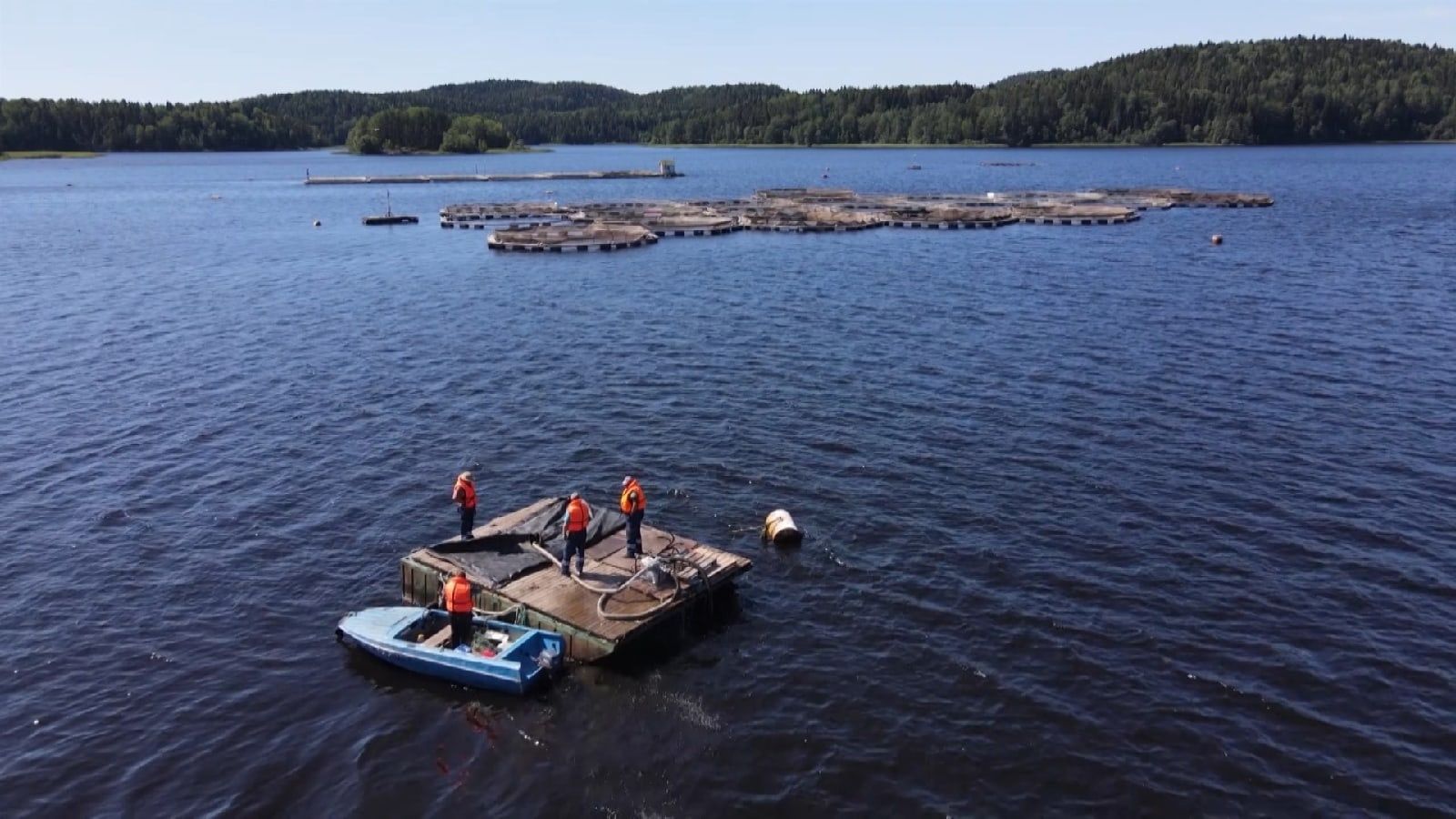 Мальков форели, выращенных в Карелии, пересадили в Ладогу