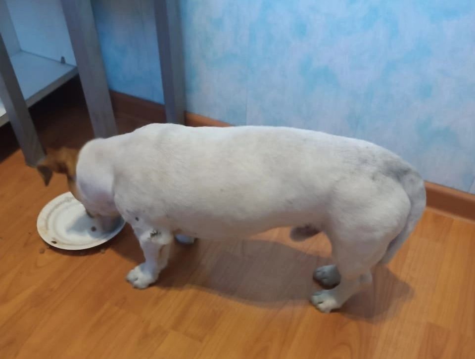 Маленькое чудо произошло: нашелся пес погибшей в беломорской аварии женщины