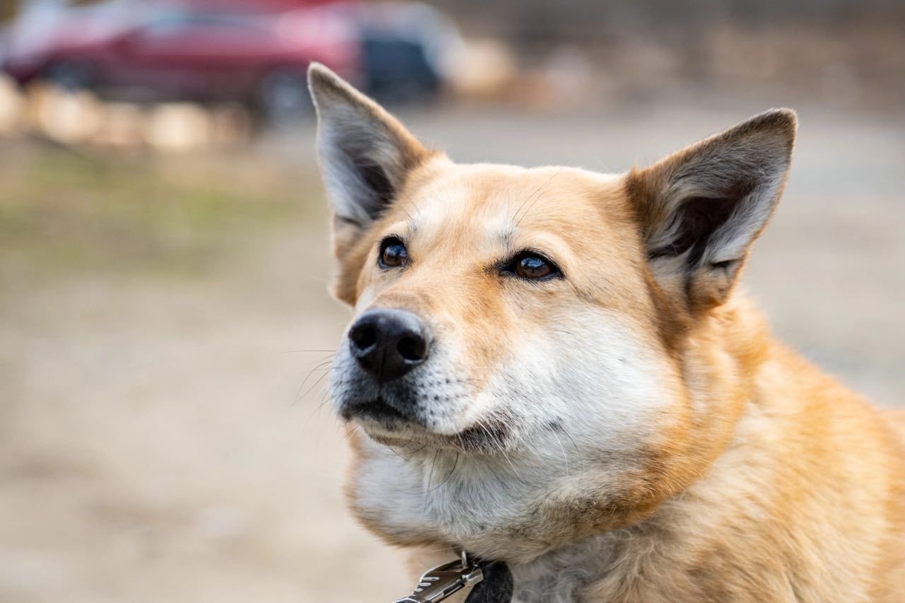 Благотворительный фонд «Рекс» проведет выставку-раздачу собак