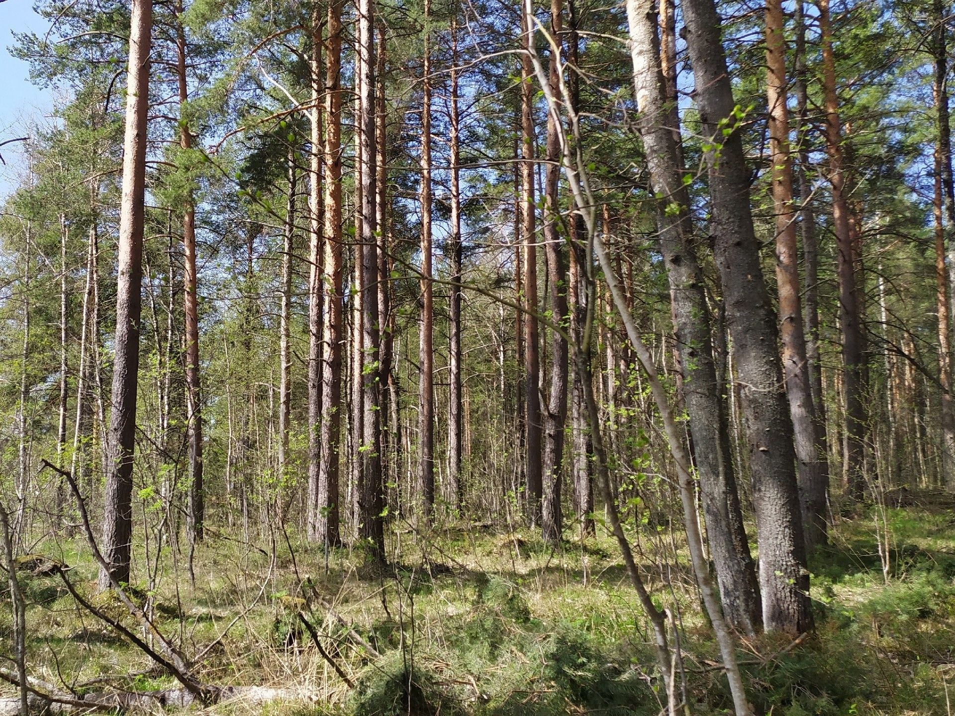 Шесть экипажей добровольцев искали грибников в Карелии