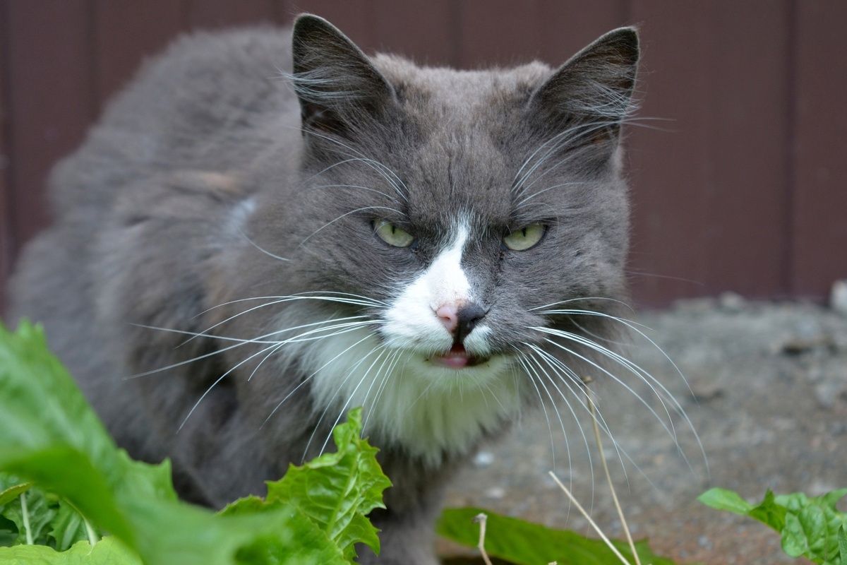В Карелии ожидаются ночные заморозки