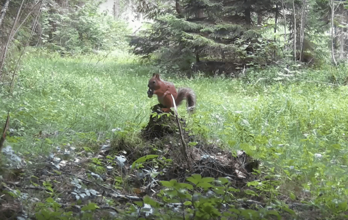 Белка потрапезничала на камеру в Пряжинском районе